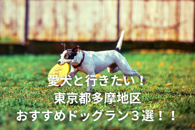 「愛犬と行きたい！東京都多摩地区おすすめドッグラン３選！！」の記事のアイキャッチ画像 犬がフリスビーを持って走っている様子