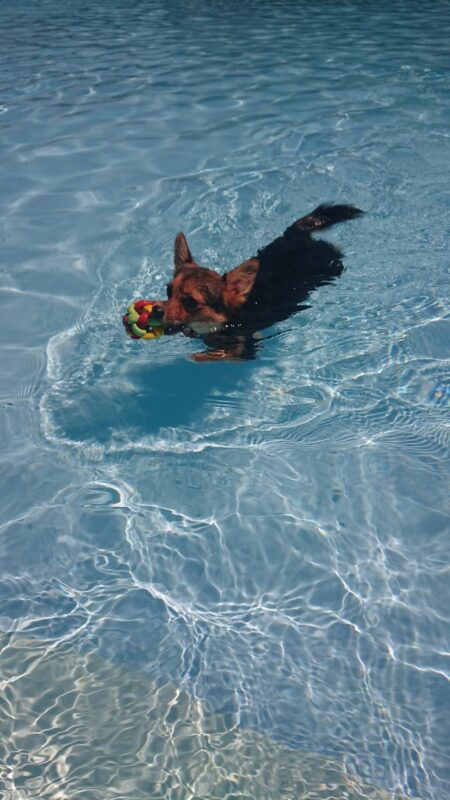 ドッグプール泳ぐ愛犬