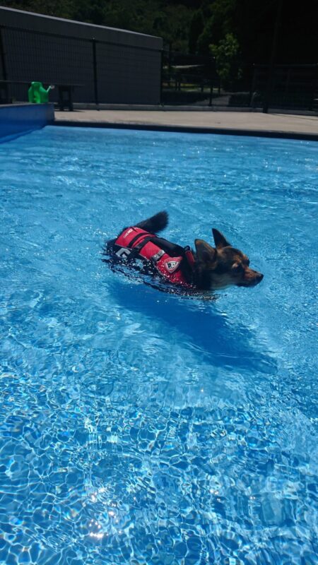 ドッグプールで泳ぐ愛犬