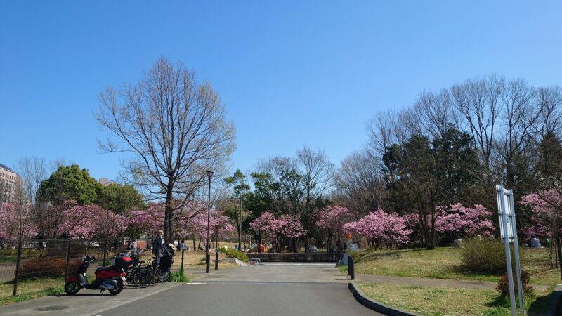 長池公園駐車場出口から見た桜