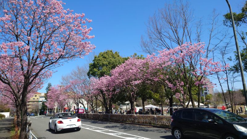 長池公園沿いに咲く桜