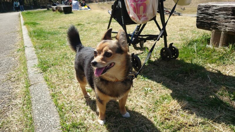 長池公園で散歩する愛犬