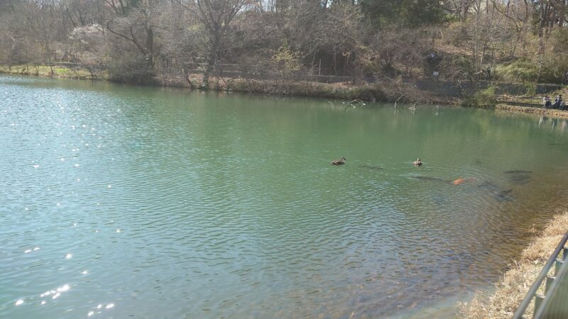 長池公園の池で泳ぐ鯉と鴨