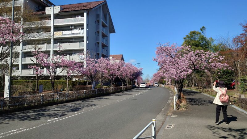 長池公園沿いの桜並木