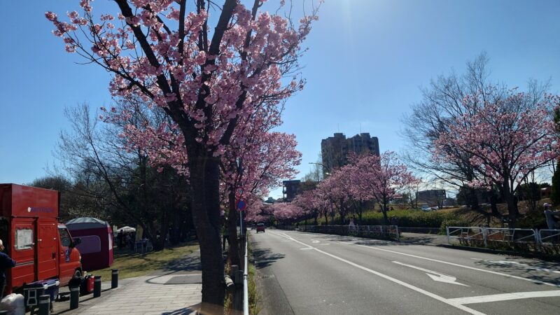 ピンク色の桜並木