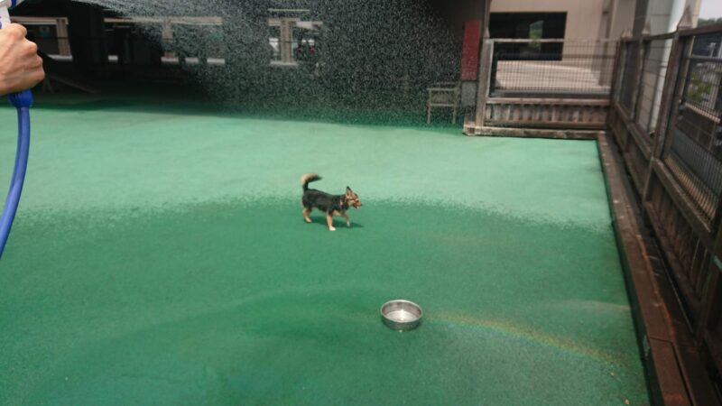 カインズホーム町田多摩境店のドッグランで水遊びをしている愛犬