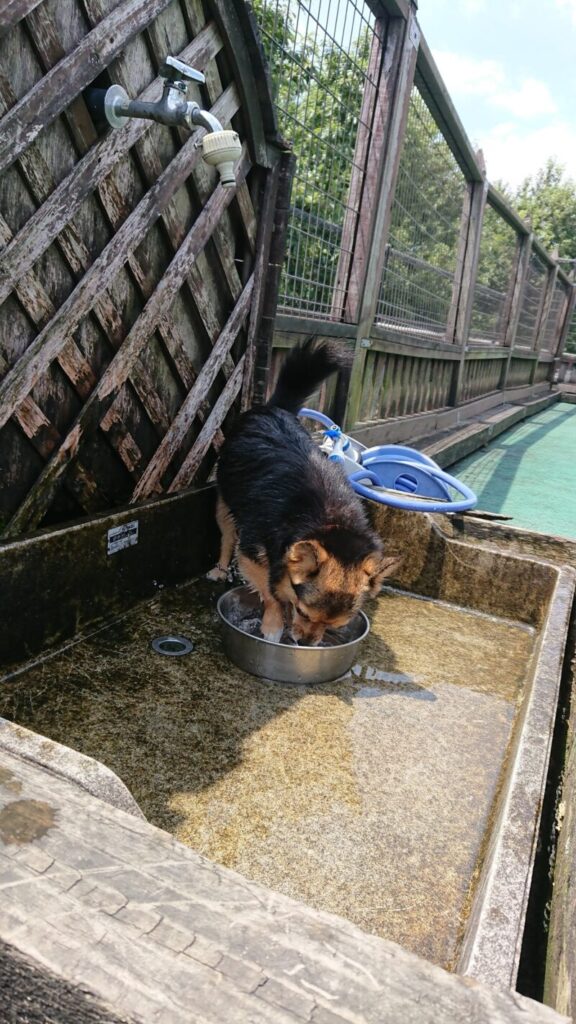 水遊びをしている愛犬