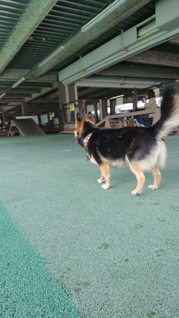 カインズホーム町田多摩境店のドッグランで構える愛犬