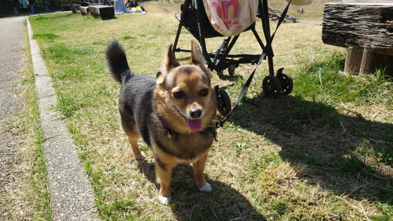 暑そうな愛犬